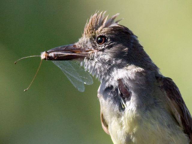 Great Crested Flycatcher